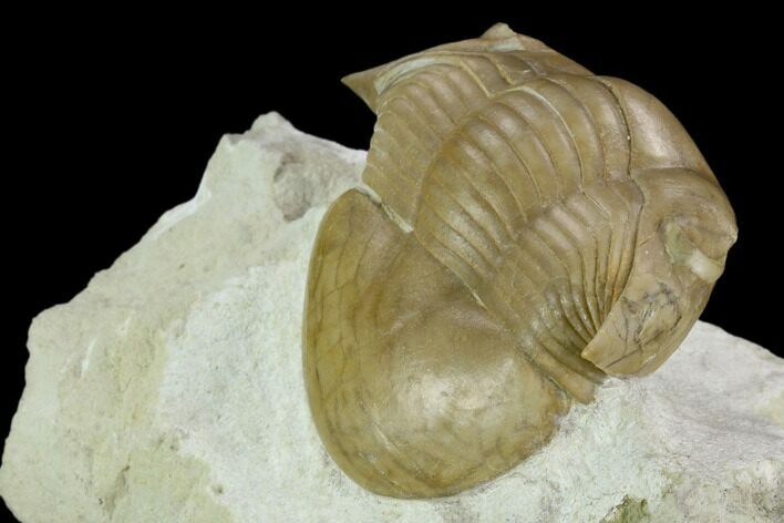 Illaenus Schmidti Trilobite - Russia #125507